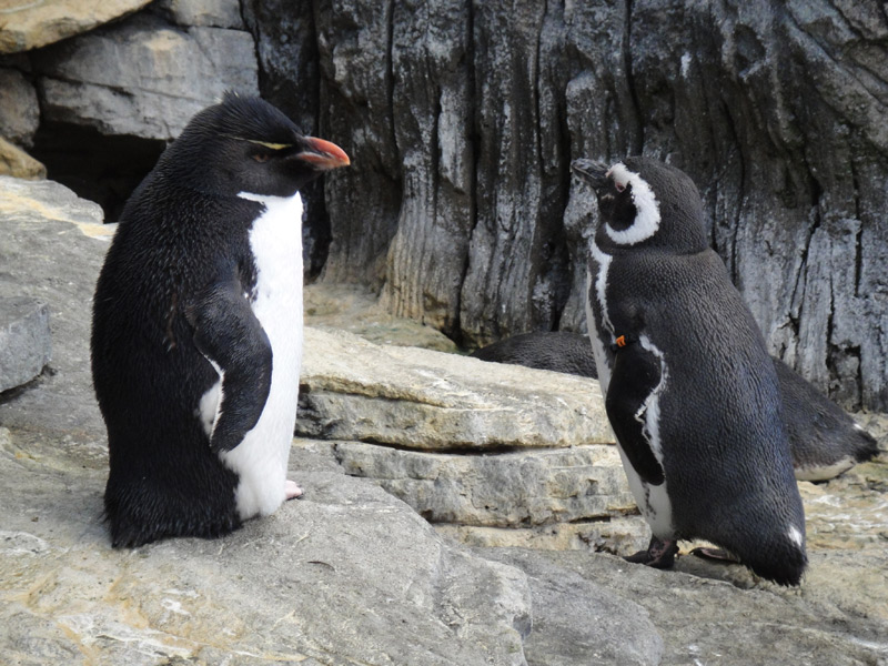 пингвины в лиссабоне