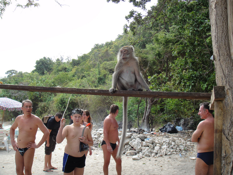 обезьяны в тайланде