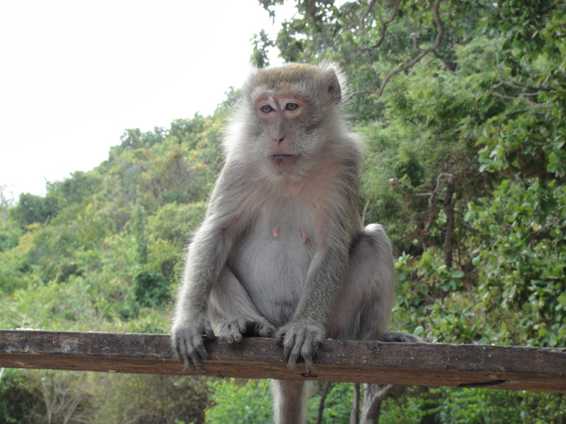 обезьяны в тайланде на островах