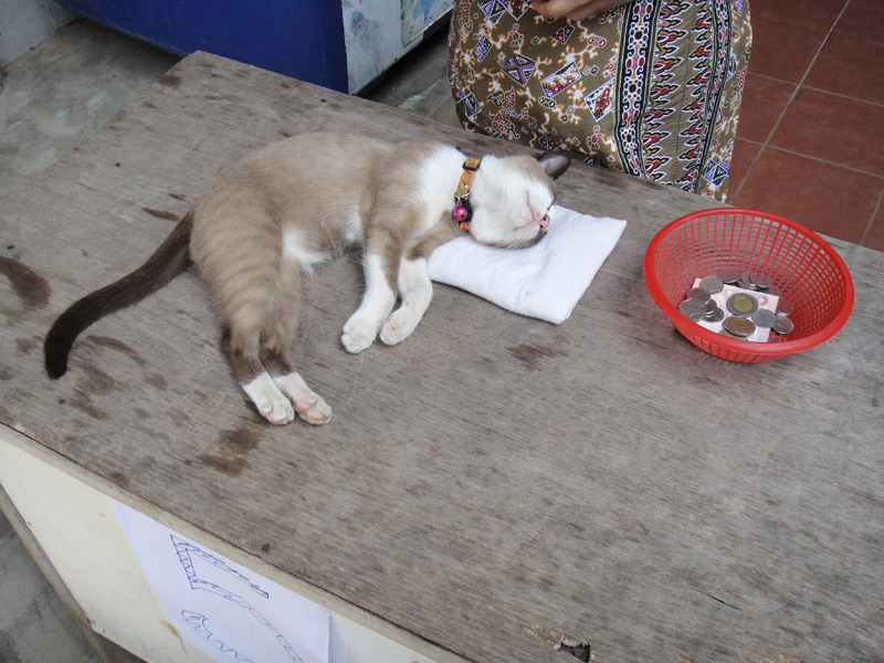 тайская кошка на работе