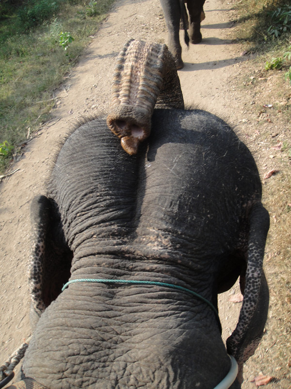 катание на слонах тайланд