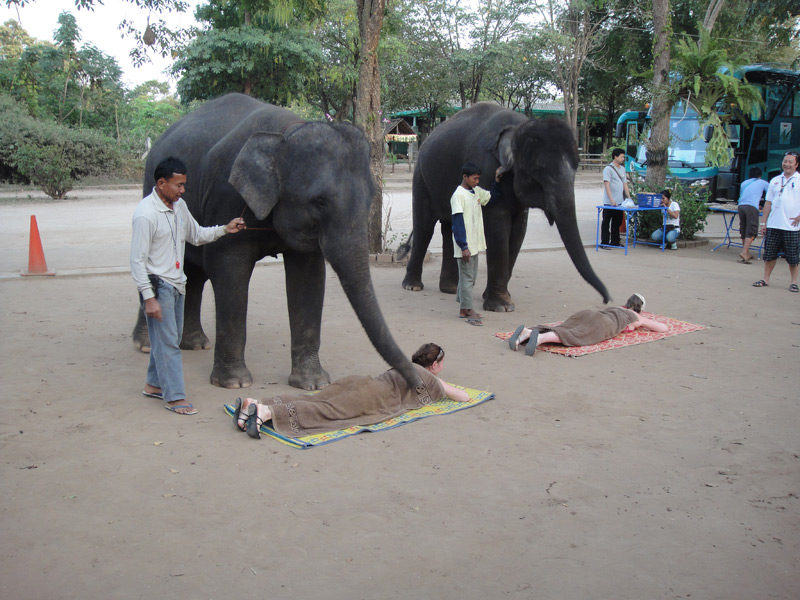 шоу слонов тайланд