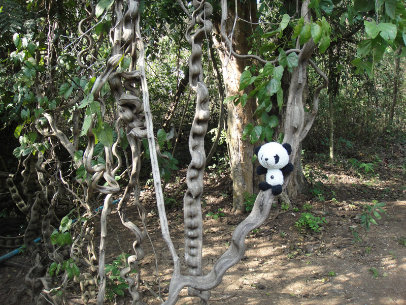 панда в джунглях