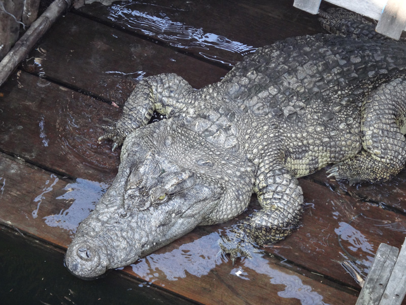 камбоджийский крокодил