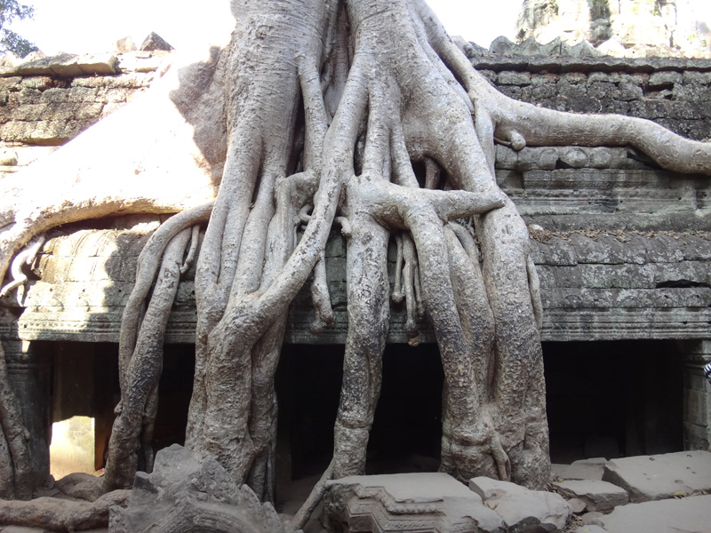 корни деревьев вросшие в стены камбоджа