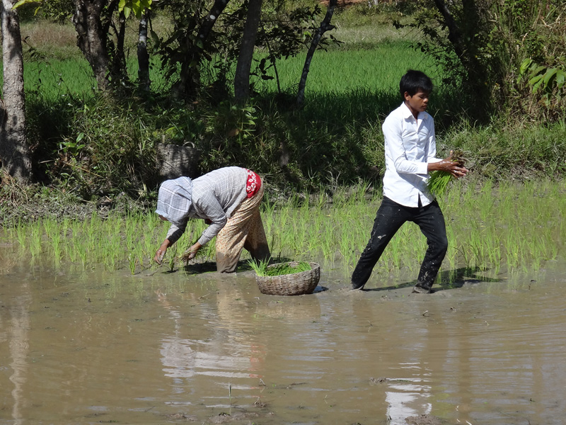 посадка риса в камбодже