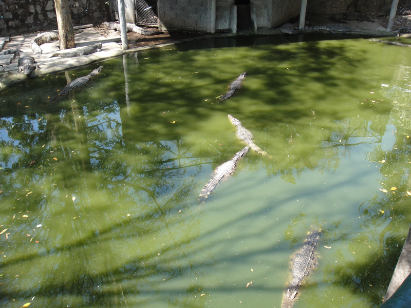 крокодилы тайланд