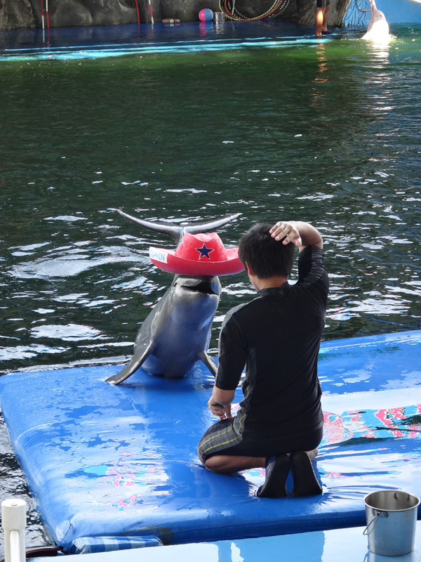 дельфин в шляпе