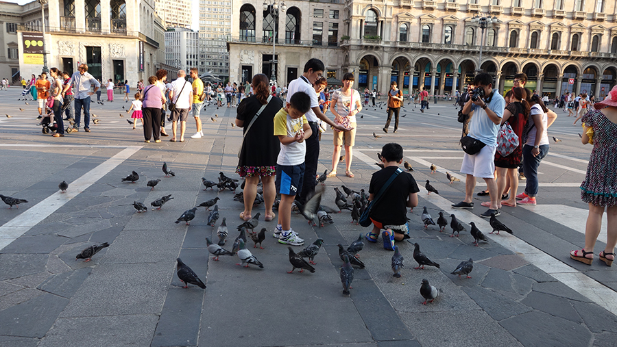 кормление голубей в Милане
