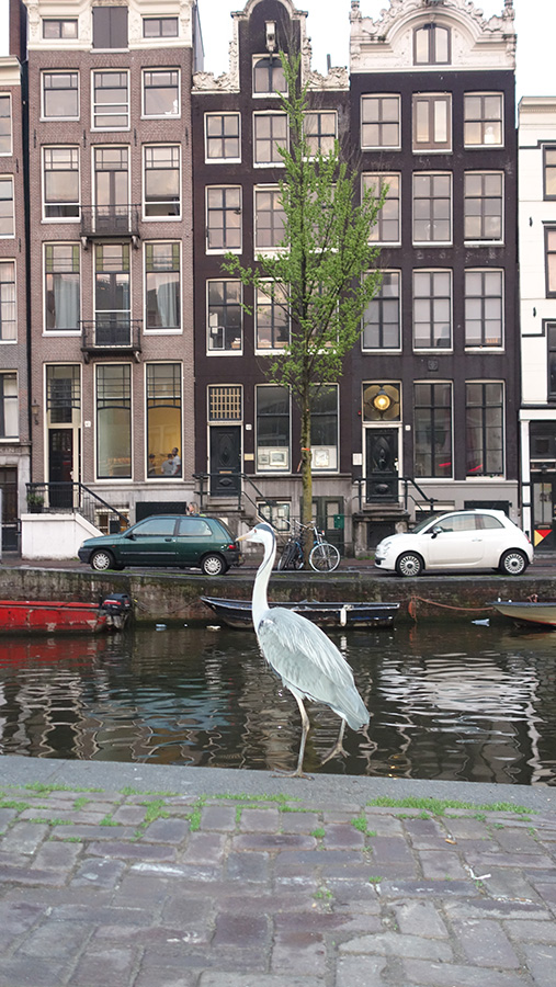 птицы на улицах Амстердама