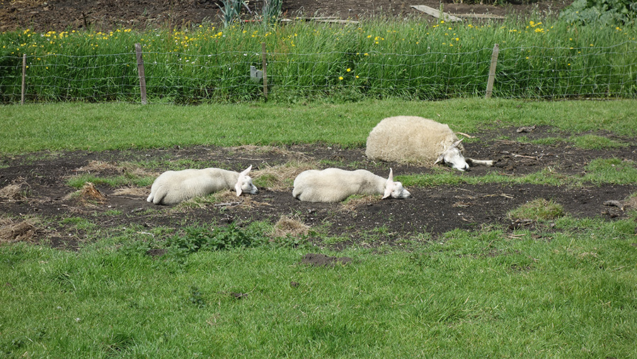 Спящие овечки на лугу