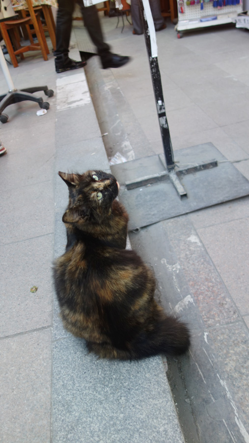 уличные кошки Стамбула