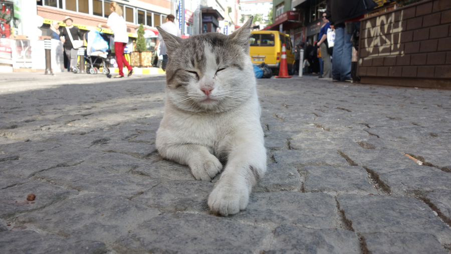 спящая кошка в Стамбуле