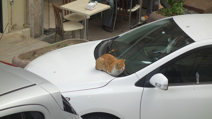 кошка на машине