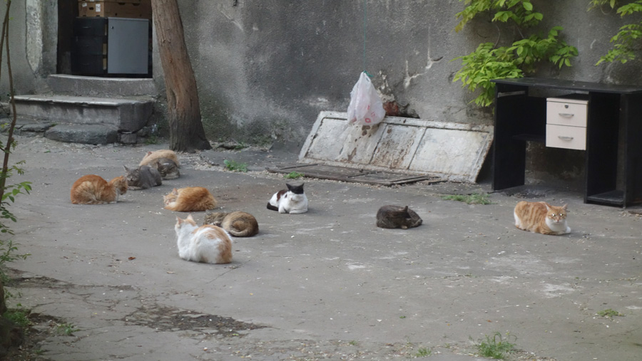 много кошек в Стамбуле