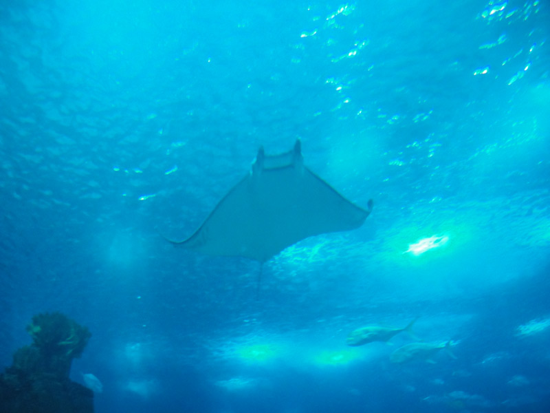 oceanario lisboa