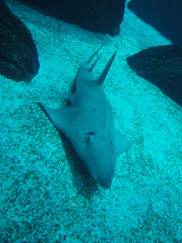 oceanario lisboa