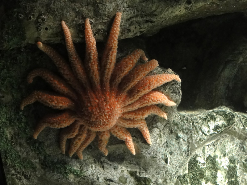 oceanario lisboa