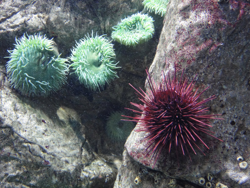 oceanario lisboa