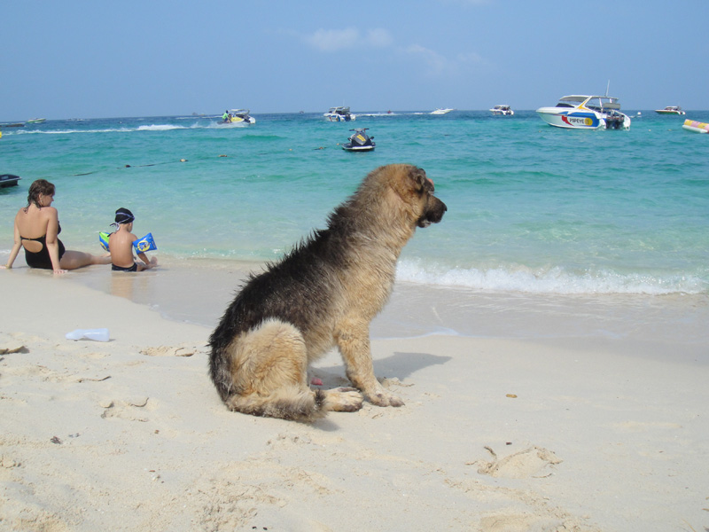 собака на острове
