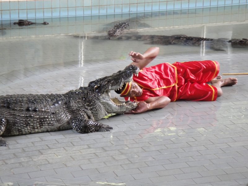 паттайя шоу крокодилов