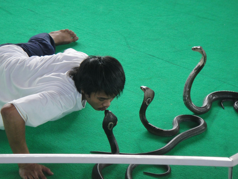 шоу змей