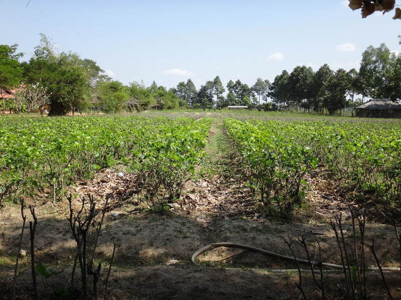 шелковая ферма камбоджа