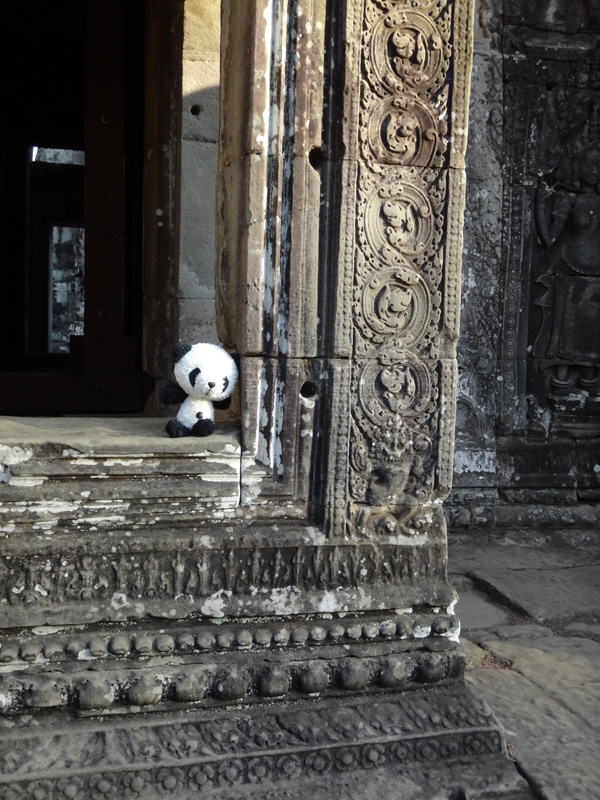 панда в камбодже