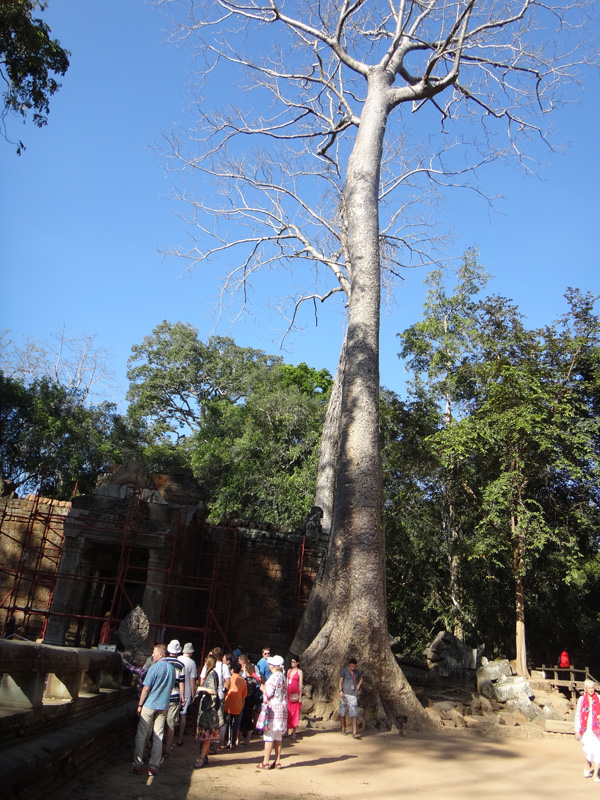 деревья в камбодже