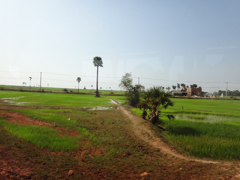 рисовые поля камбоджа