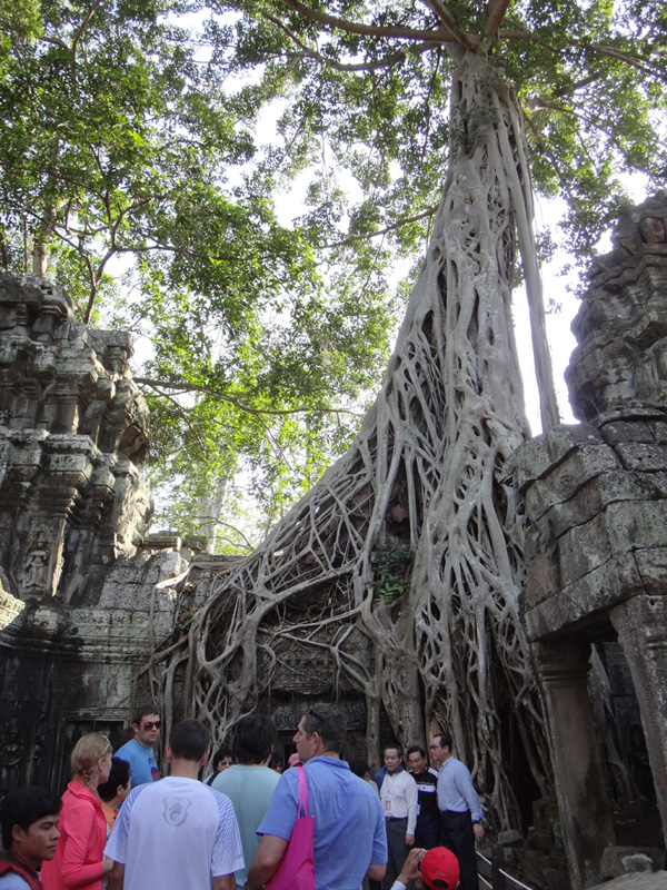 камбоджа храмовые комплексы