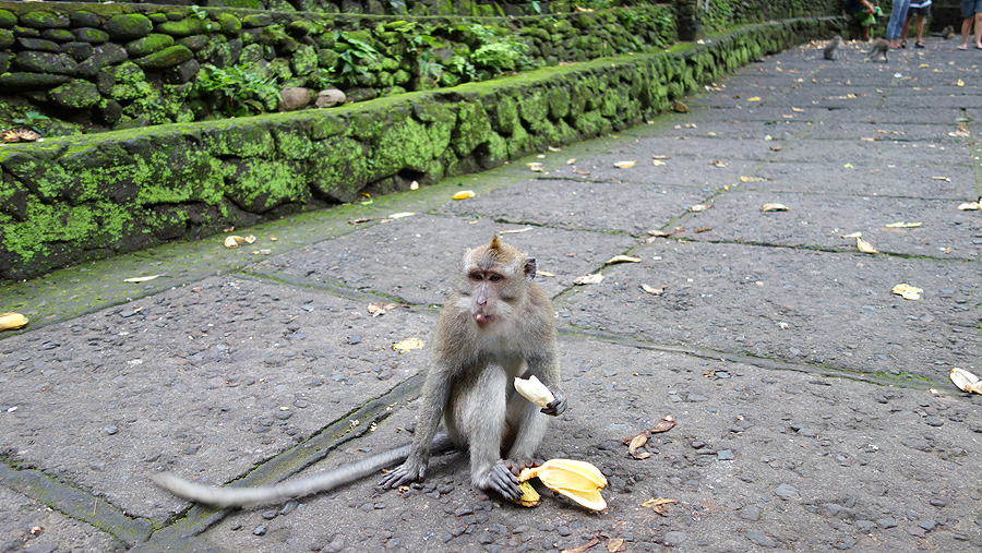 monkey ubud