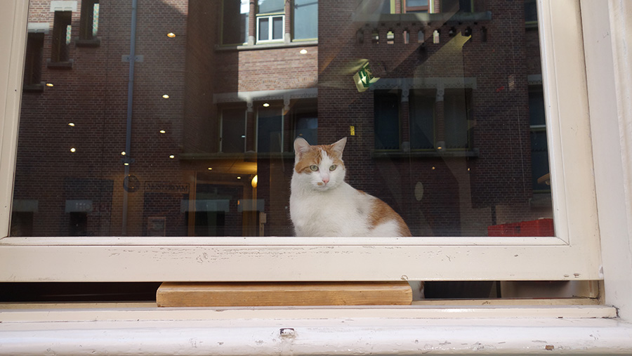 кошка в Амстердаме