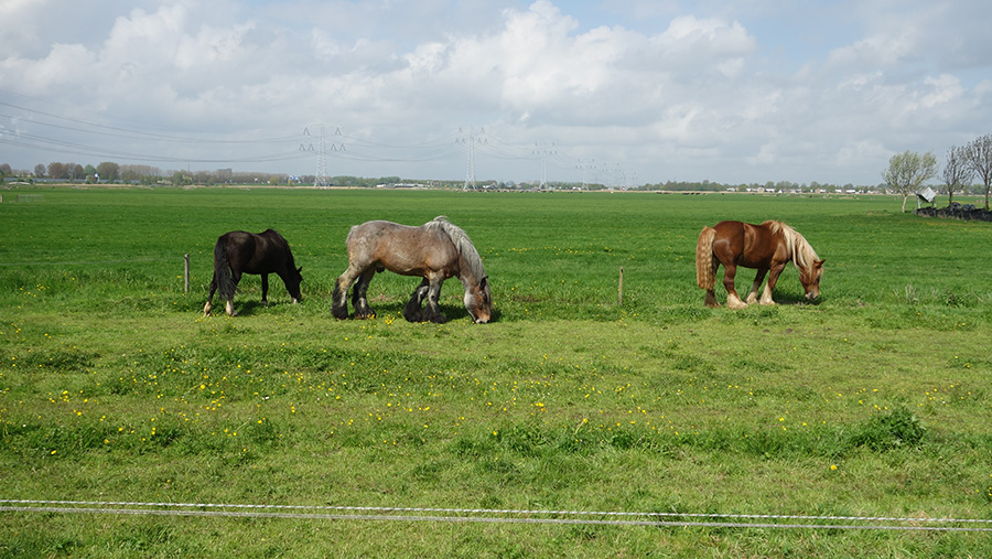 лошади в Голландии