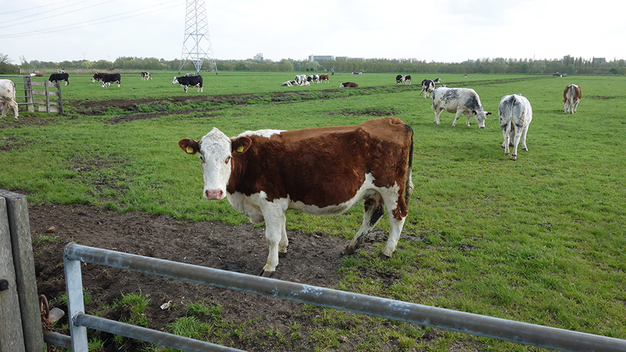 корова в Голландии