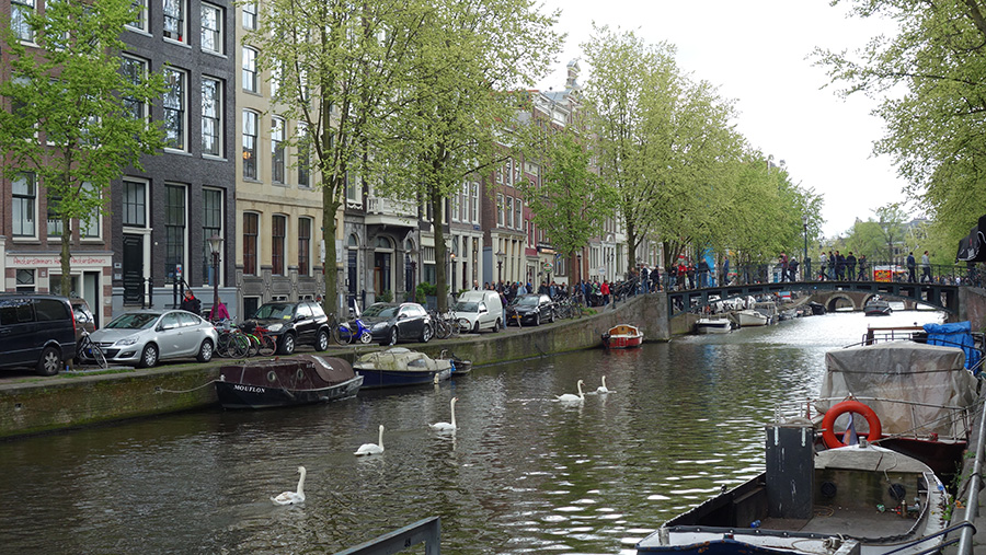 лебеди в Амстердаме