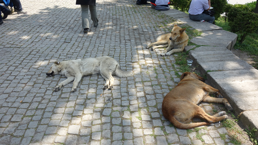 собаки в Стамбуле