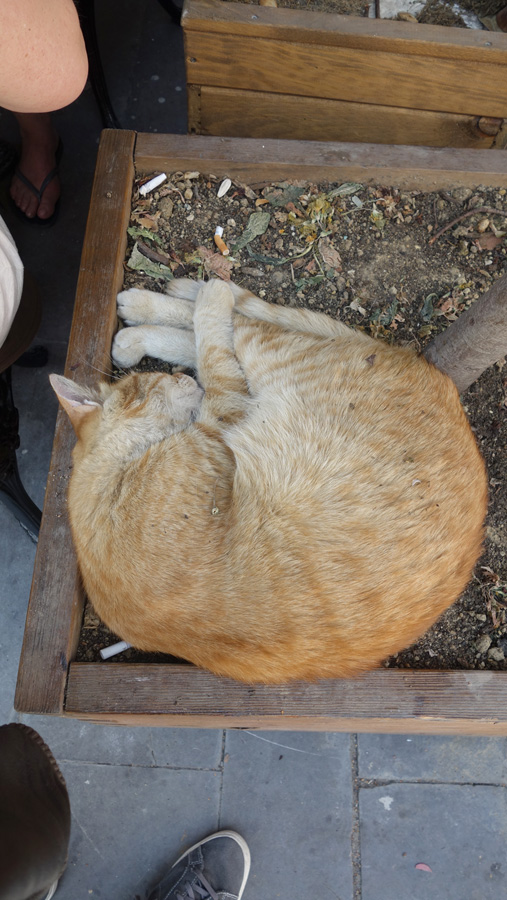 спящая кошка